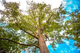 Best Hazardous Tree Removal  in Laurel Springs, NJ