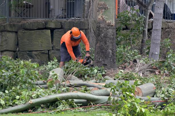 Professional Tree Care  in Laurel Springs, NJ